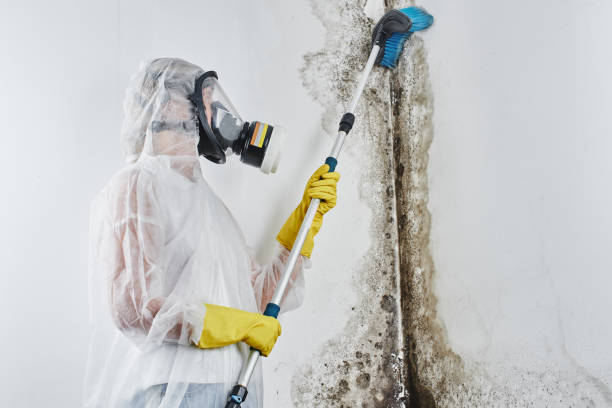 Best White Mold Remediation in USA